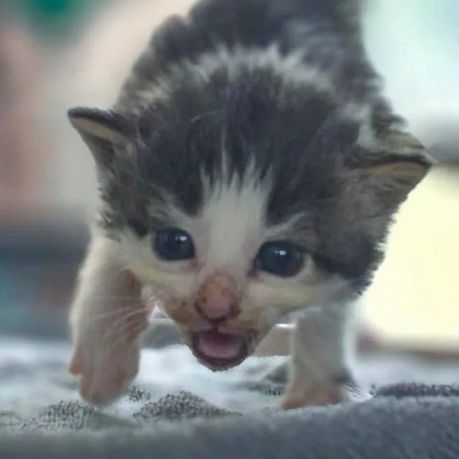 A baby small-sized female Gray / Blue / Silver Domestic Short Hair cat named Georgia for adoption in Chapel Hill, NC