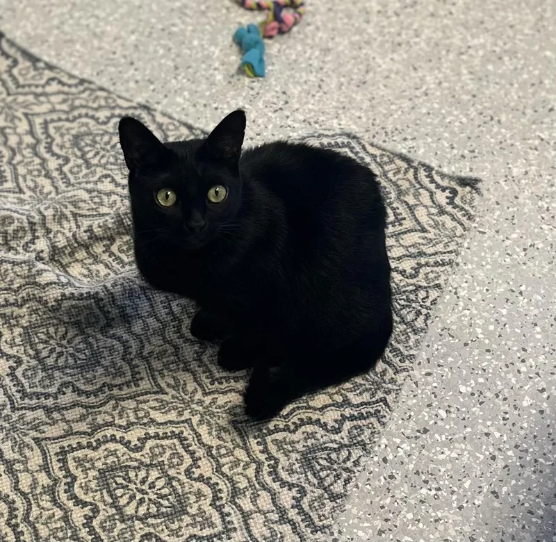 Sapphire thumbnail 2