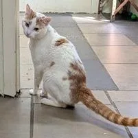 Marmalade thumbnail 2