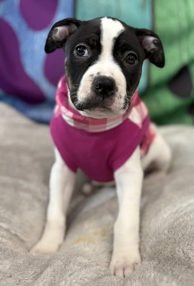 A baby large-sized female Pit Bull Terrier dog named Edna for adoption in Oxford, MI
