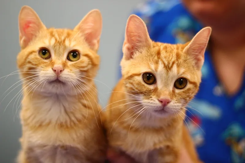 A young small-sized male Domestic Short Hair cat named Parmesan for adoption in Toledo, OH