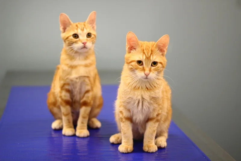 Parmesan thumbnail 3