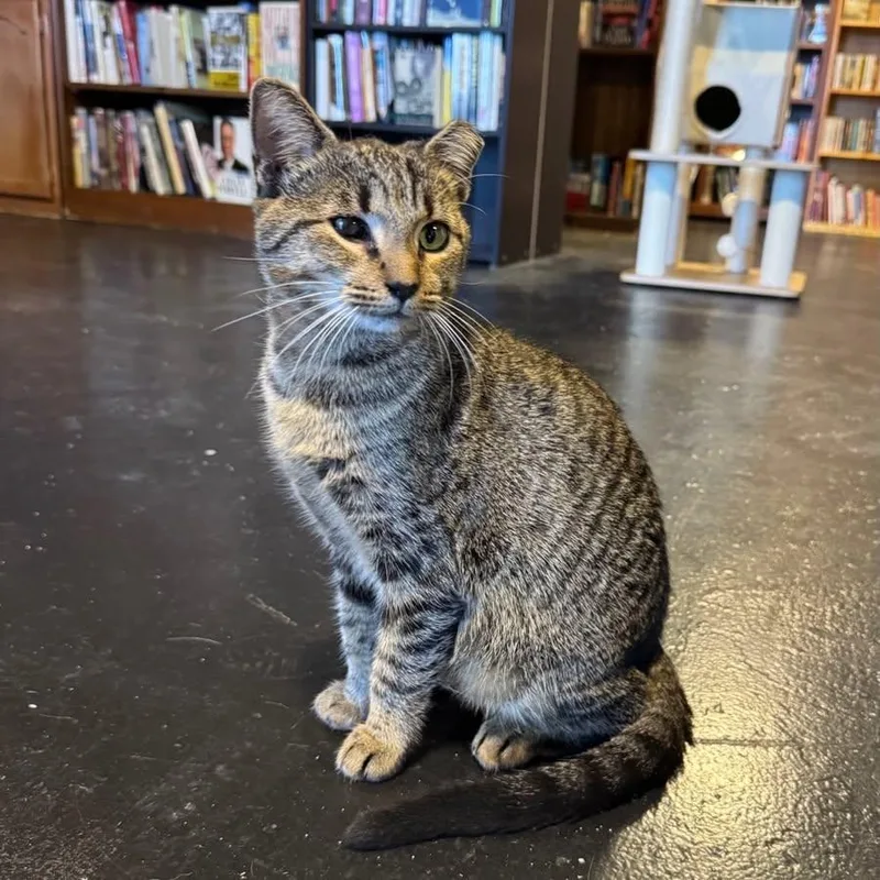 A young medium-sized female Tabby (Brown / Chocolate) Domestic Short Hair cat named Roomba at Fat Cat for adoption in Tallahassee, FL