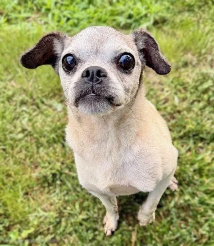 An adult small-sized female Puggle dog named Edna for adoption in Bridgeton, MO