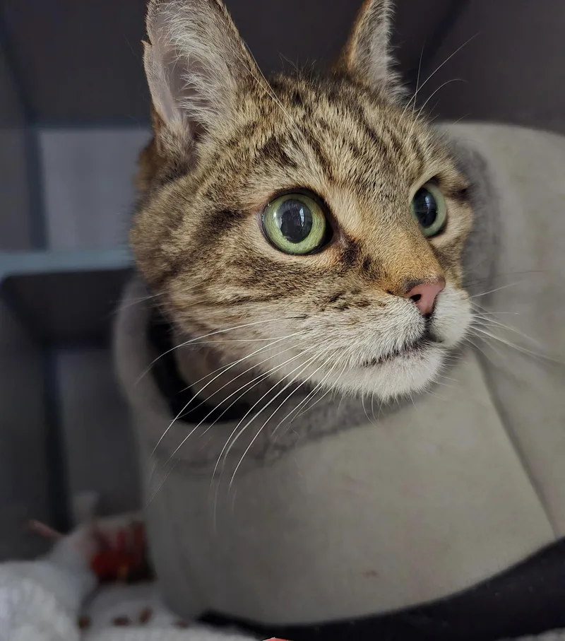 A senior medium-sized male Domestic Short Hair cat named Monkey Boy for adoption in Fort Collins, CO