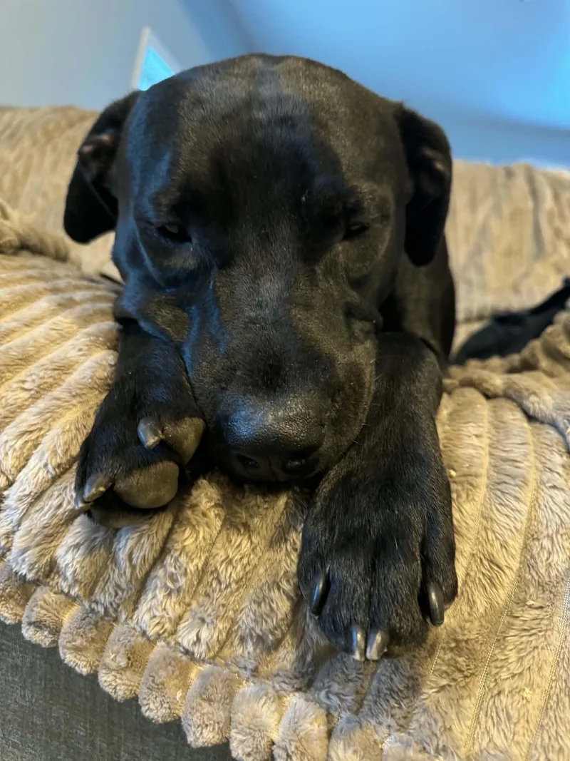 An adult large-sized male Black Labrador Retriever dog named Nibbler for adoption in Succasunna, NJ
