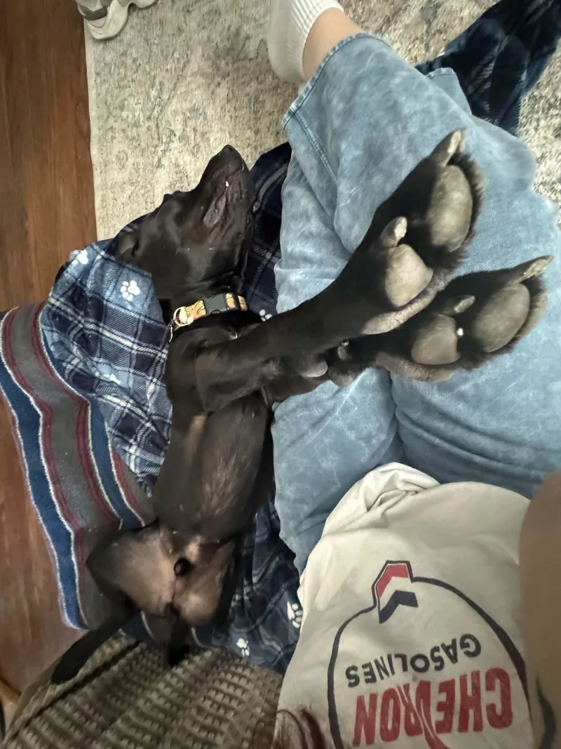 Nibbler thumbnail 6