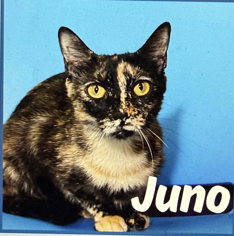 An adult medium-sized female Tortoiseshell Domestic Short Hair cat named Juno for adoption in Pawleys Island, SC