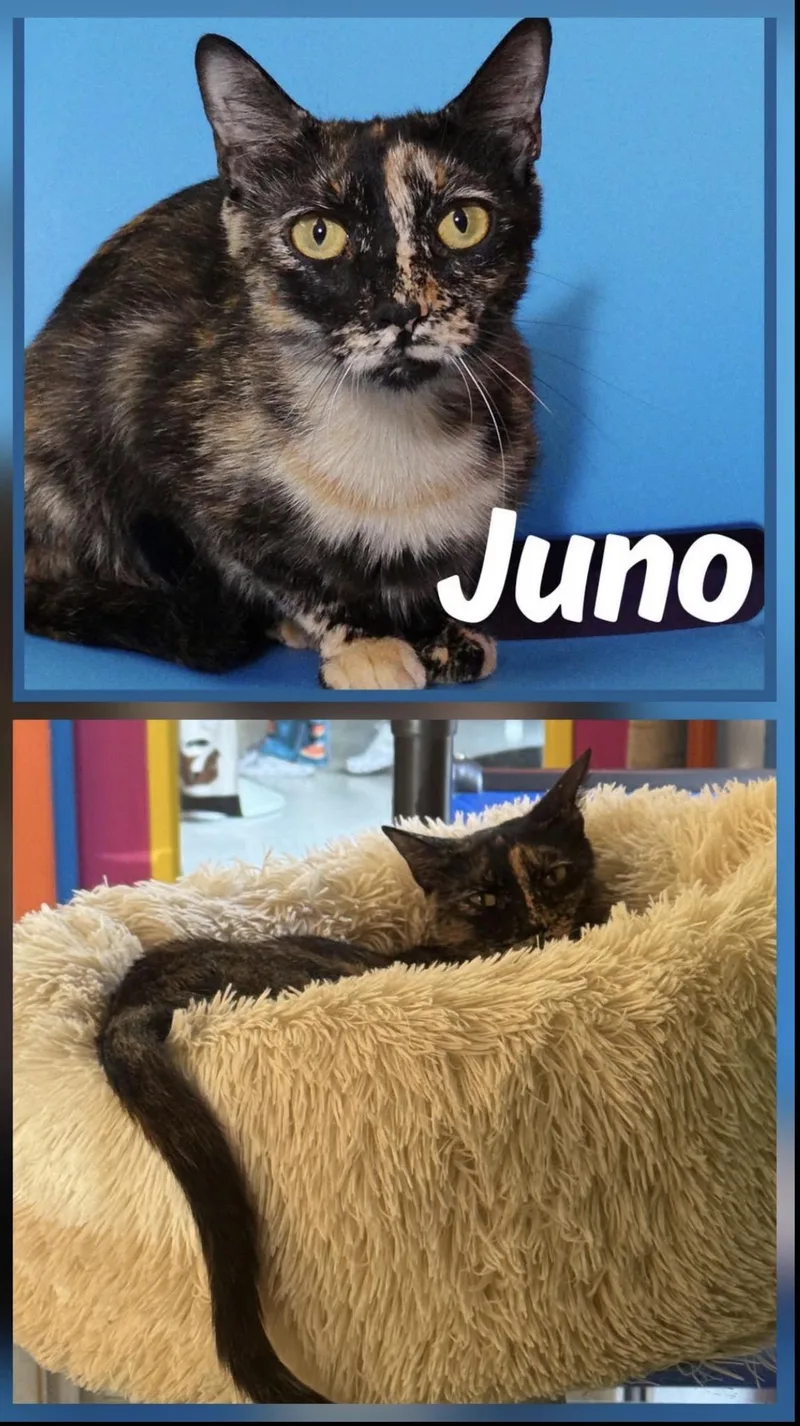 Juno thumbnail 2