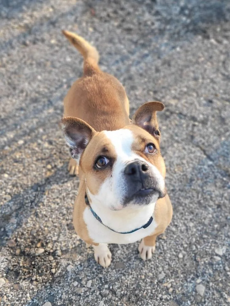 A senior medium-sized female Tricolor (Brown, Black, & White) Terrier dog named Squirrel for adoption in Mishawaka, IN