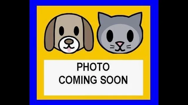 An adult small-sized male Domestic Short Hair cat named Spike for adoption in San Antonio, TX