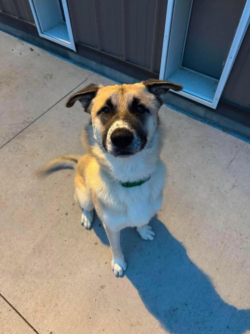 A young large-sized male Black Anatolian Shepherd dog named Radar for adoption in Seward, NE