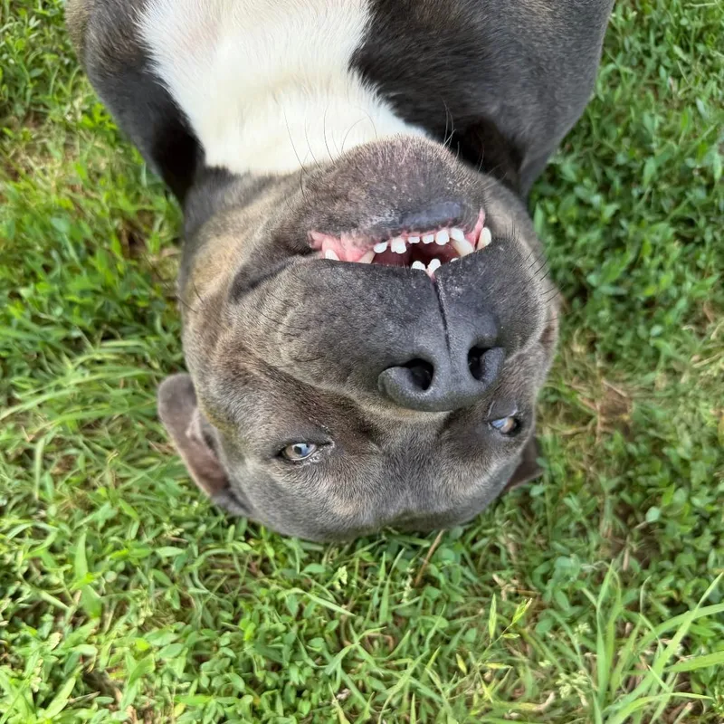 An adult large-sized female Gray / Blue / Silver Pit Bull Terrier dog named Gloria for adoption in Stillwater, OK