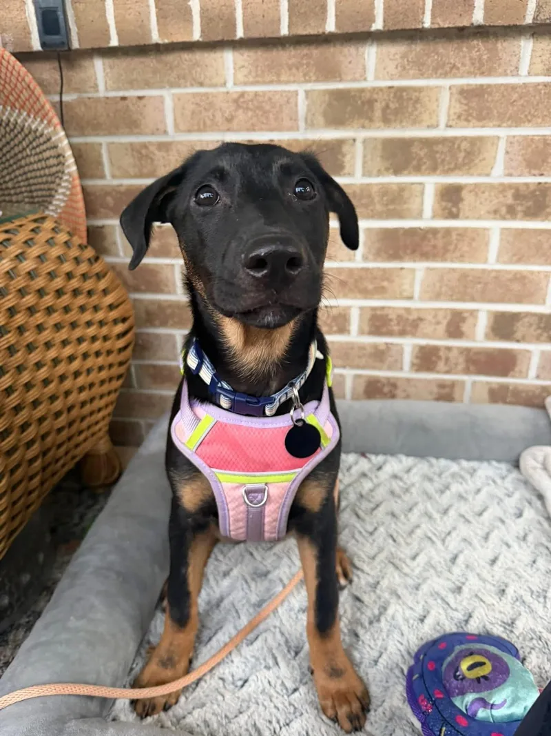 A baby medium-sized female Bicolor German Shepherd Dog dog named Sabrina for adoption in Avondale, PA