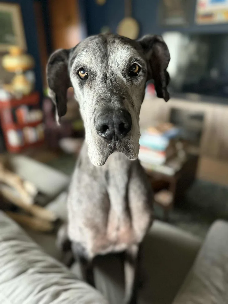 A senior large-sized female Great Dane dog named Izzy for adoption in Whitewater, WI