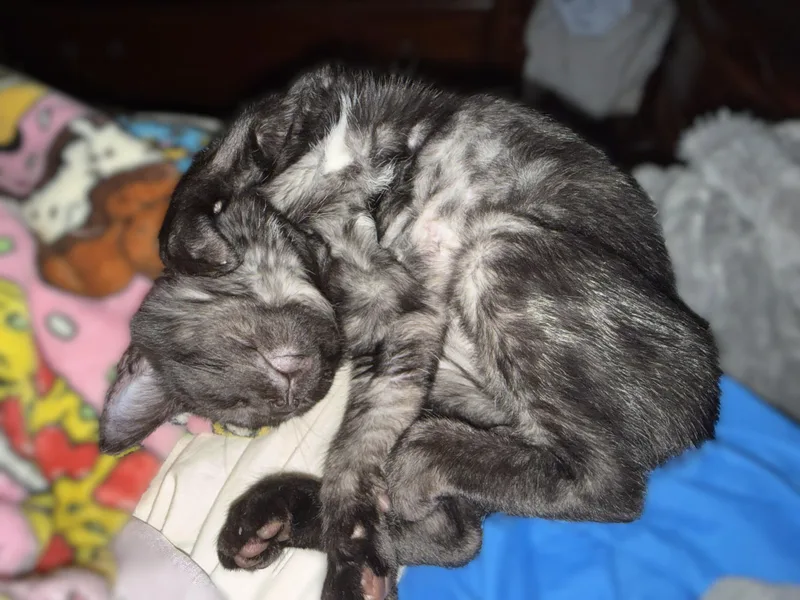 A baby medium-sized female Black Domestic Medium Hair cat named Marjorine for adoption in Vacaville, CA