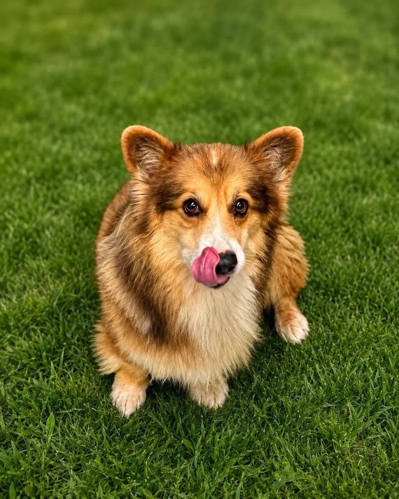 A young medium-sized male Tricolor (Brown, Black, & White) Corgi dog named Tater Fluff for adoption in Colorado Springs, CO