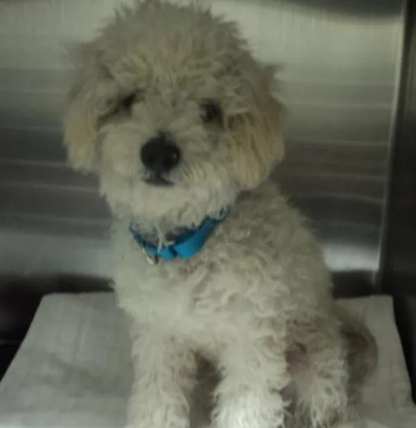 A senior small-sized male Poodle dog named Shorty Hernandez for adoption in Escondido, CA