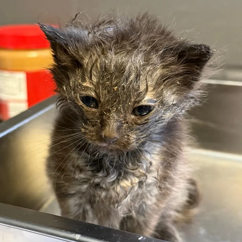 A baby small-sized male Black Domestic Short Hair cat named Milo for adoption in Tuscaloosa, AL