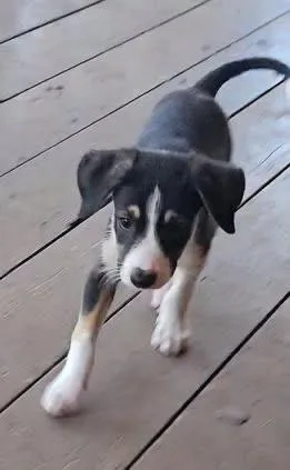 A baby small-sized female Bluetick Coonhound dog named Turtle for adoption in Colorado Springs, CO