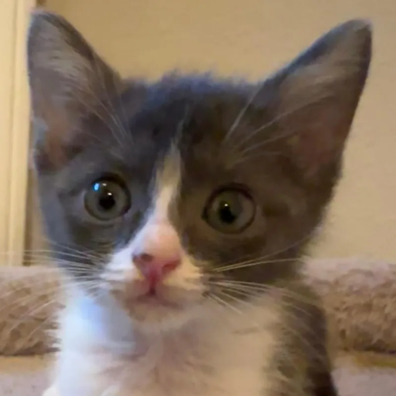 A baby small-sized female Gray / Blue / Silver Domestic Short Hair cat named Lallybroch for adoption in Houston, TX
