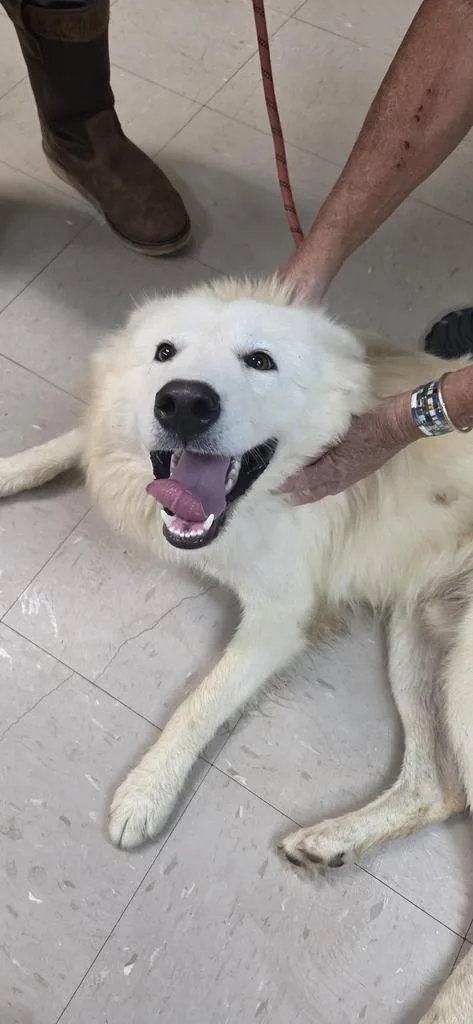 Snowball
