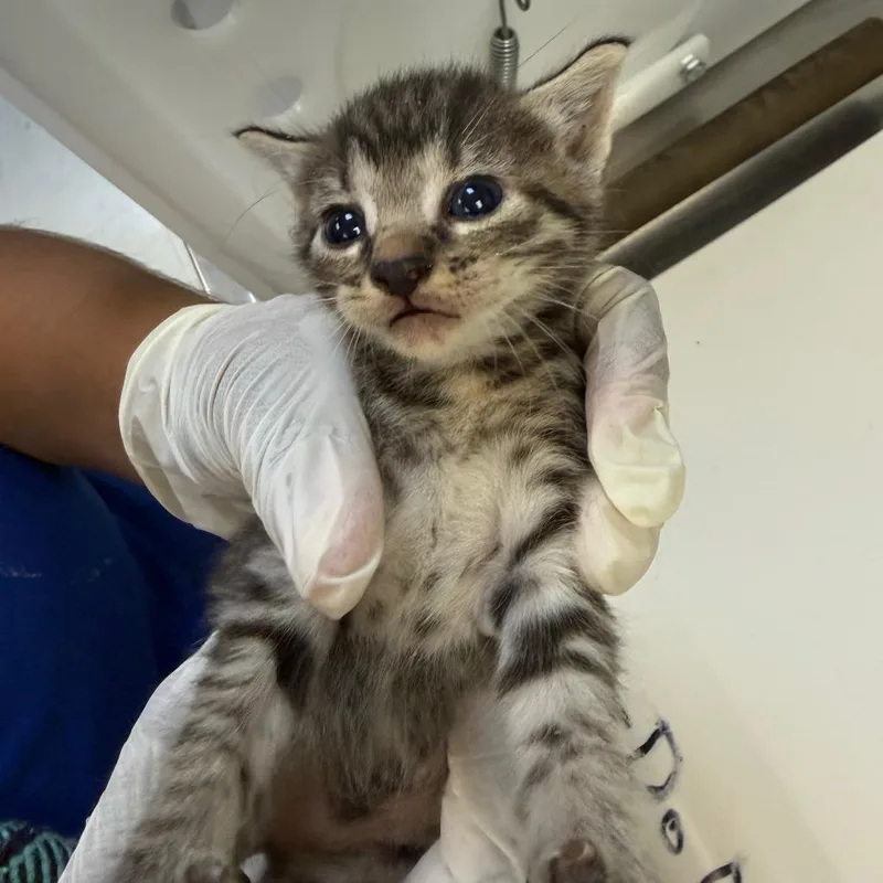 A baby small-sized female Domestic Short Hair cat named Snap for adoption in Corpus Christi, TX