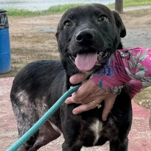 An adult medium-sized male Mixed Breed dog named Slinky for adoption in Pine Bluff, AR