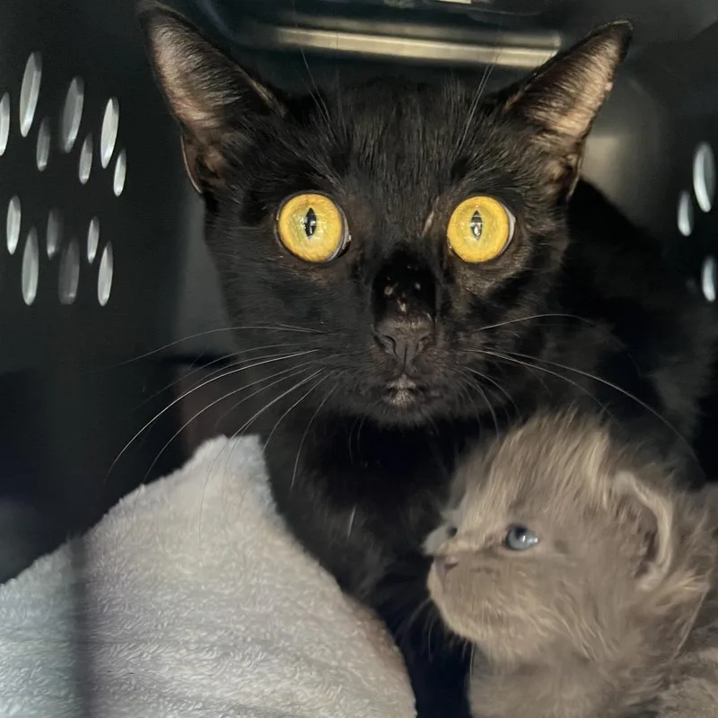 A young medium-sized female Black Domestic Short Hair cat named Spigot for adoption in Webster, TX