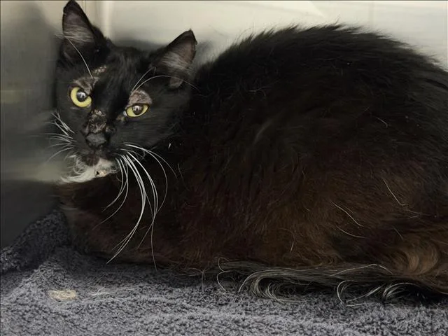 A young medium-sized male Domestic Short Hair cat named Flex for adoption in Los Angeles, CA