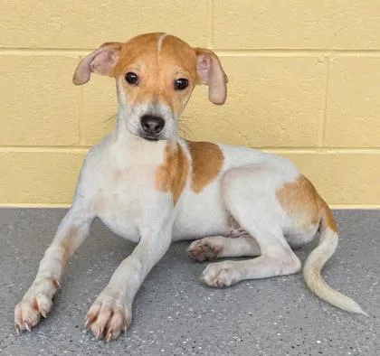 A baby small-sized male Terrier dog named Pokey for adoption in New Orleans, LA