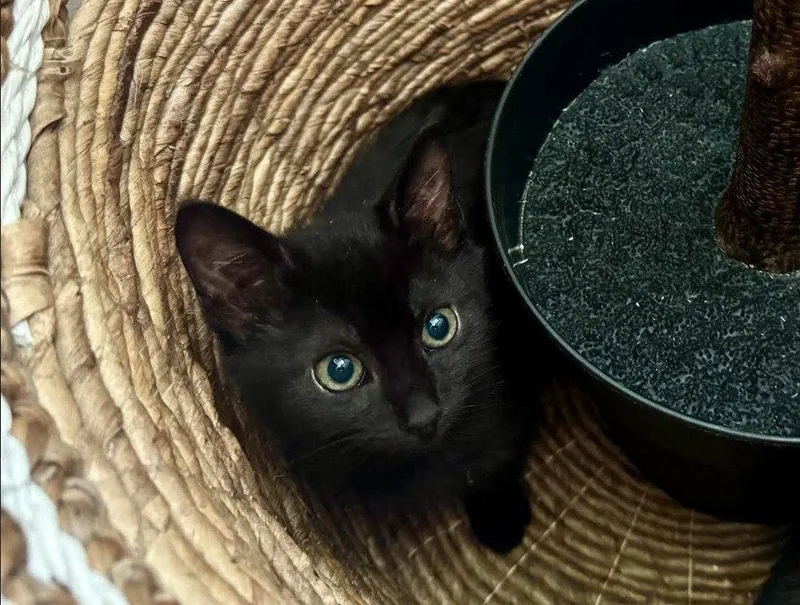 A baby medium-sized female Black Domestic Short Hair cat named Emerald for adoption in Herndon, VA