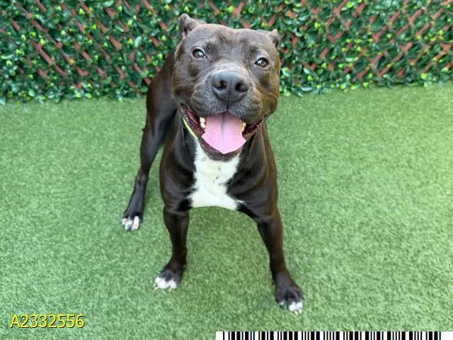 A young medium-sized male Mixed Breed dog named Jett for adoption in West Palm Beach, FL