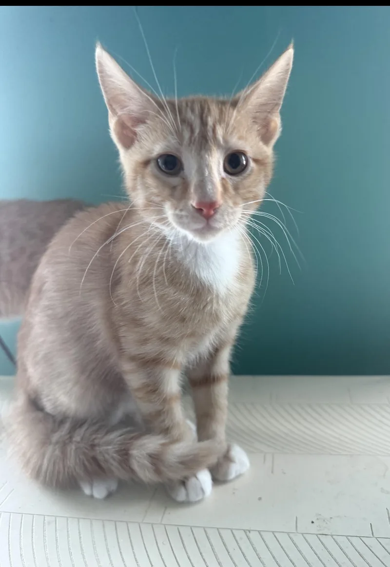 A baby small-sized male Domestic Short Hair cat named Skeeter for adoption in Sneads Ferry, NC