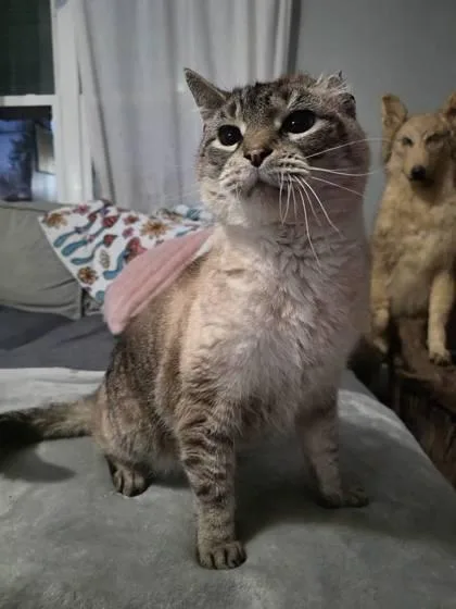 An adult large-sized male Domestic Short Hair cat named Toasted for adoption in Berwick, PA