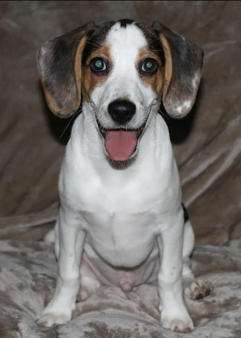 A baby small-sized male Tricolor (Brown, Black, & White) Beagle dog named Bandit for adoption in Winston-Salem, NC