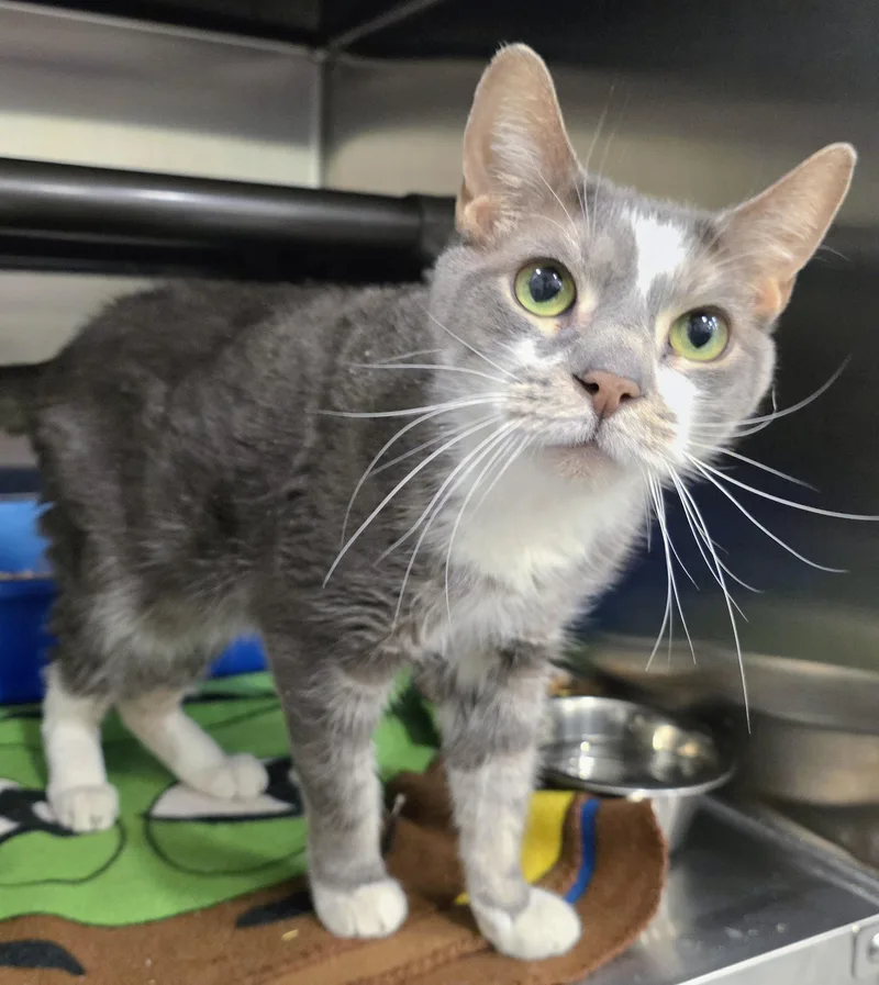 A senior large-sized male White Domestic Short Hair cat named Peter Parker for adoption in Amityville, NY