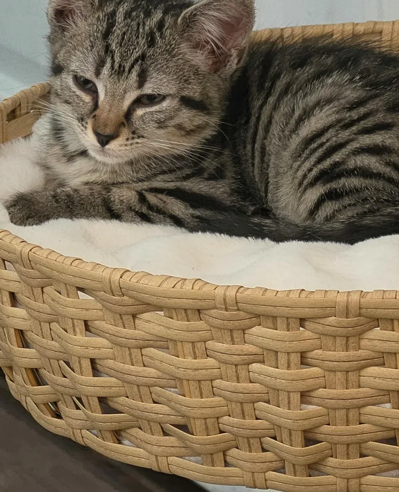 A young medium-sized female Tabby cat named Maggie for adoption in Granite Falls, NC