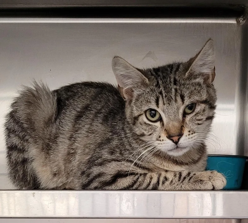 A young small-sized male Domestic Short Hair cat named Fluffy for adoption in Los Angeles, CA
