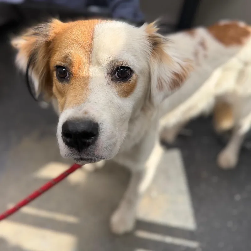 A young medium-sized male White / Cream Mixed Breed dog named Sid Wilson for adoption in Columbiana, AL