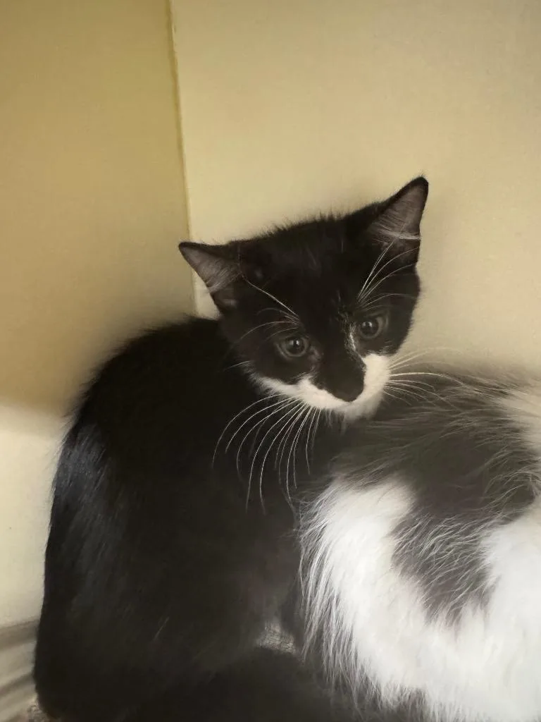 A baby medium-sized female Domestic Short Hair cat named Mrs. Puff for adoption in Bloomington, IN