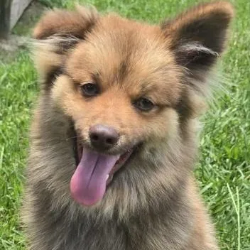 A young small-sized male Apricot / Beige Pomsky dog named Scooby for adoption in Tylertown, MS