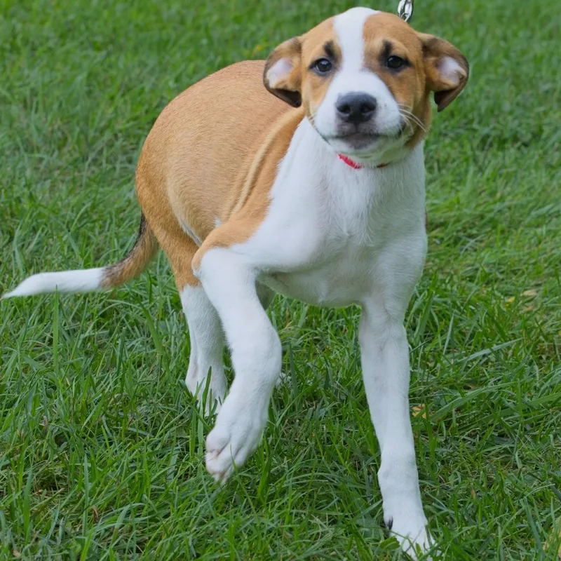 A baby medium-sized male Brown / Chocolate Mixed Breed dog named Jericho for adoption in South Elgin, IL