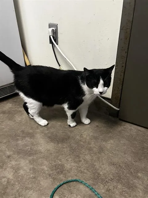 An adult medium-sized female Domestic Medium Hair cat named Willy for adoption in Dallas, TX