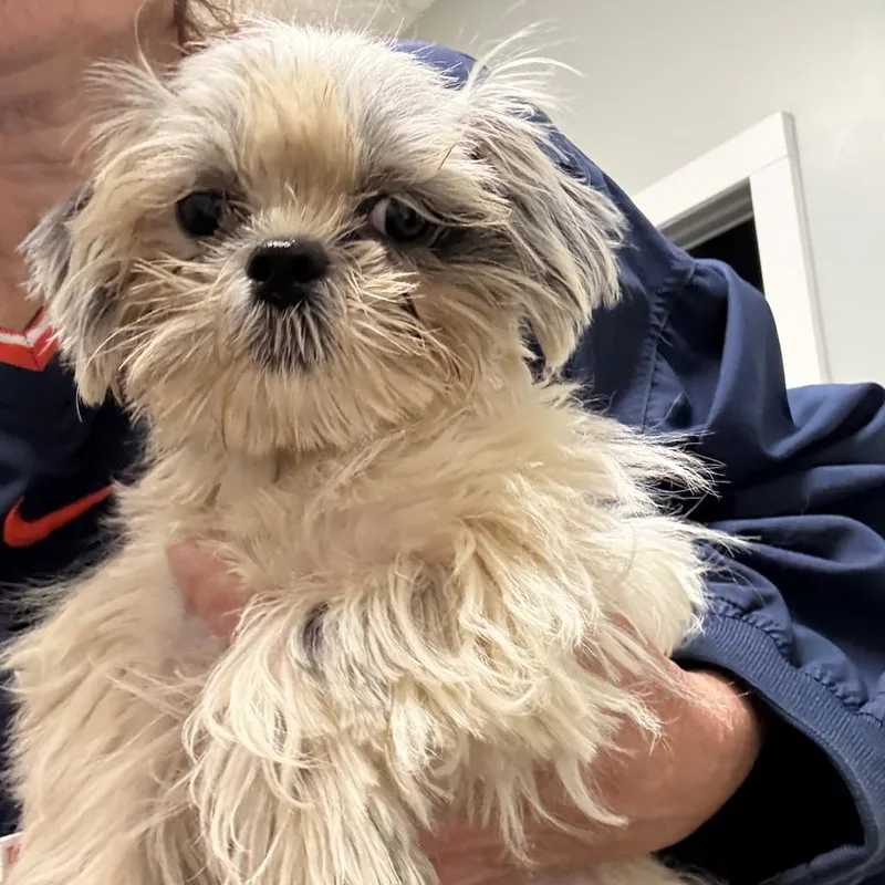 A baby small-sized male White / Cream Shih Tzu dog named Bambam for adoption in Normal, IL
