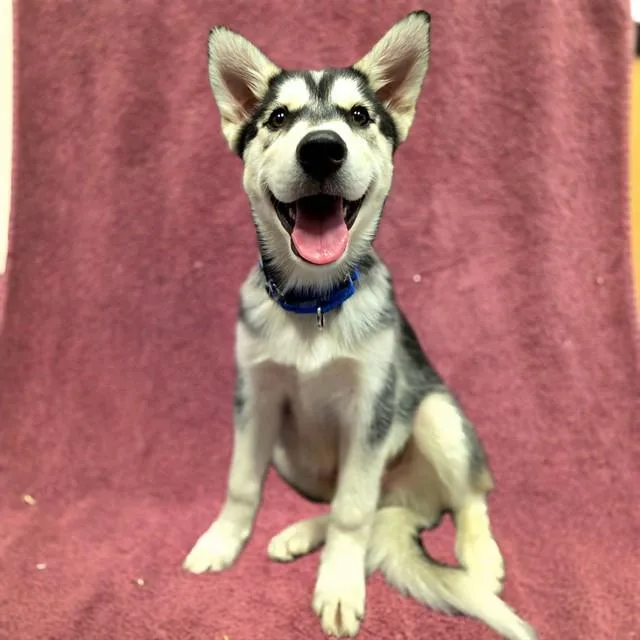 A baby medium-sized male Siberian Husky dog named Darwin for adoption in Long Beach, CA