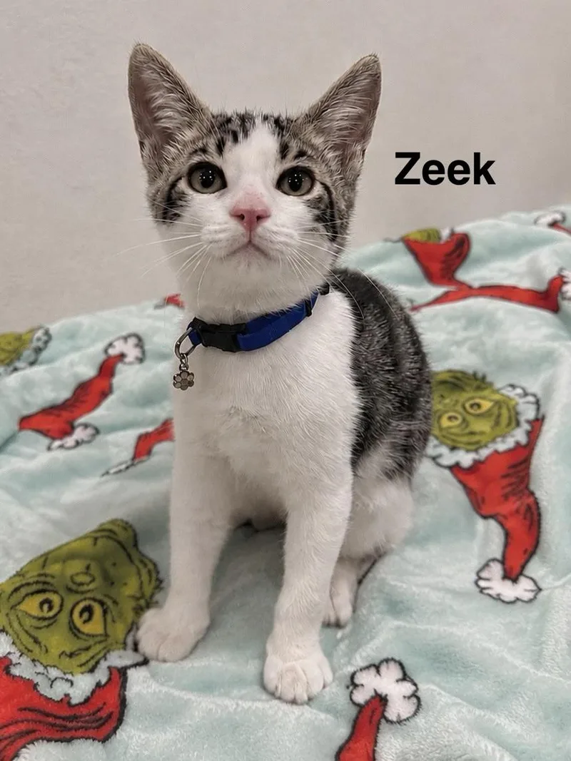 Zeek