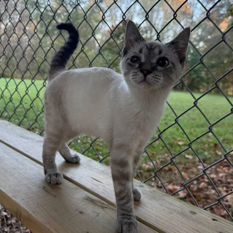 A baby small-sized male Domestic Short Hair cat named Leo for adoption in Richmond Dale, OH