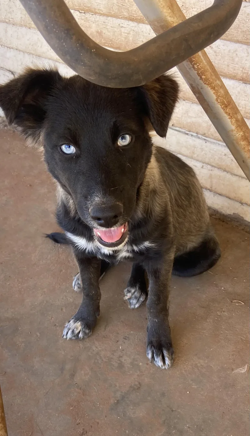 A baby medium-sized female Black Shepherd dog named Imari for adoption in Snyder, TX