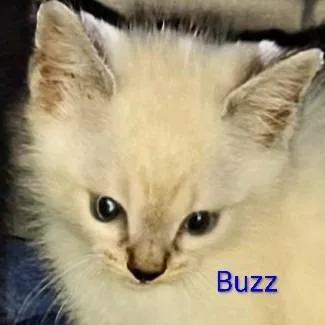 Buz